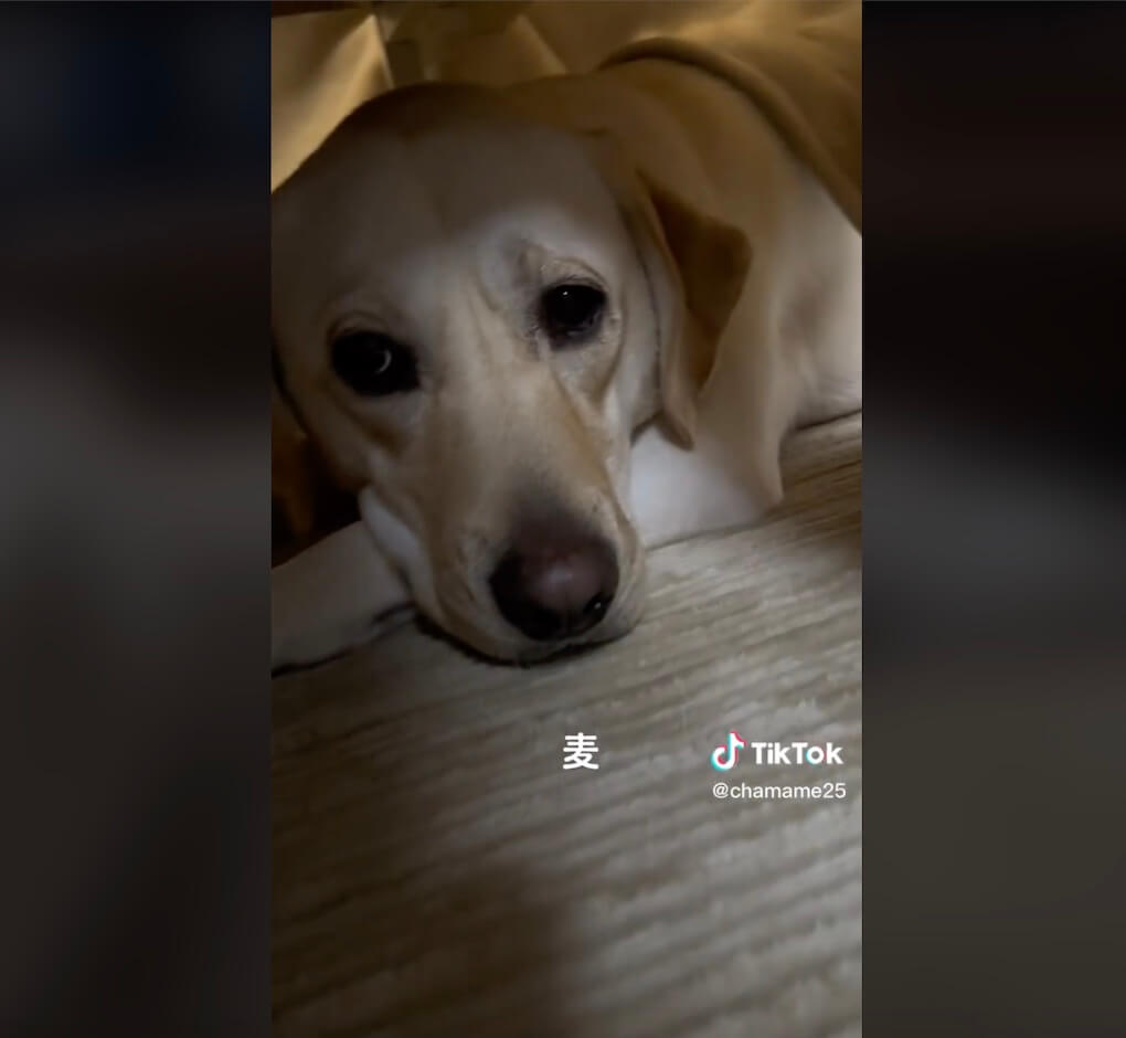 ラブラドールレトリーバー,動画