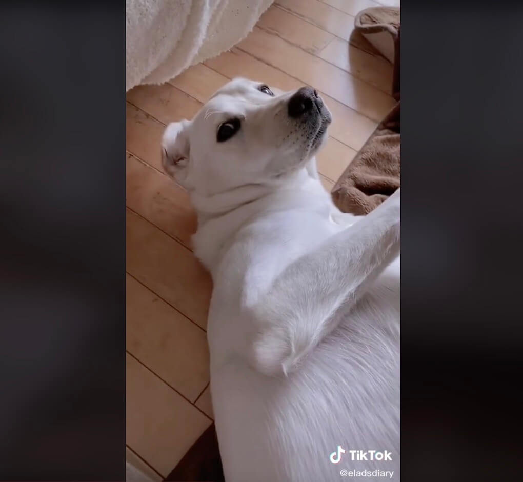 ラブラドールレトリーバー,動画