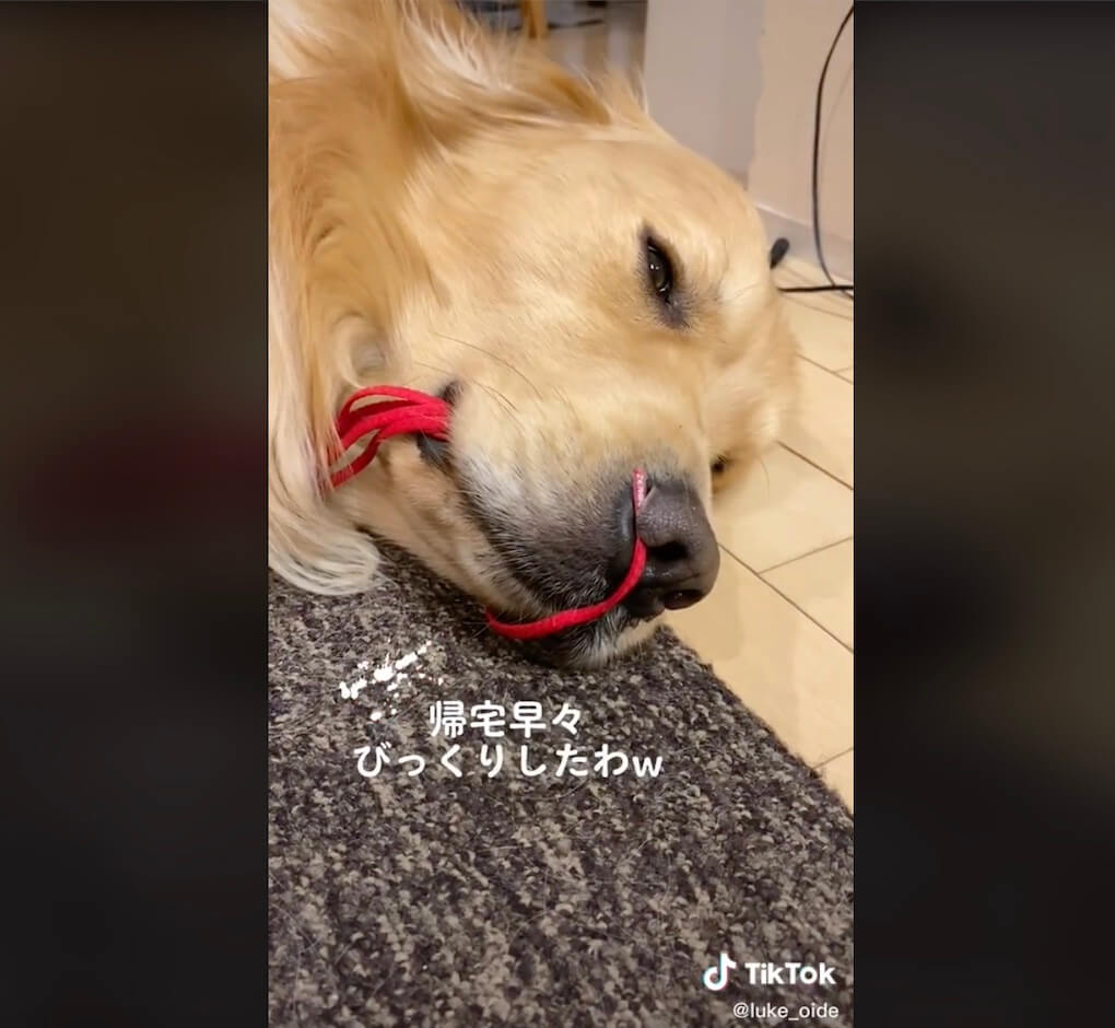 ゴールデンレトリーバー,動画