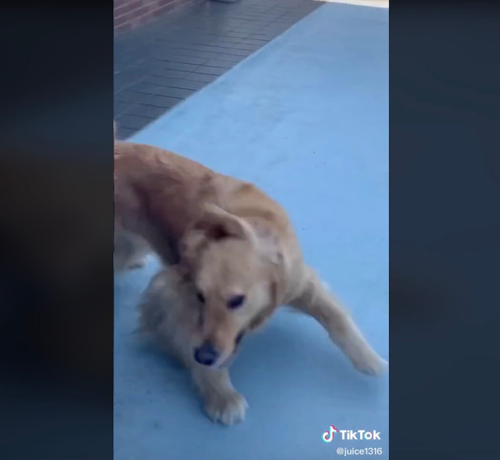 ゴールデンレトリーバー,動画