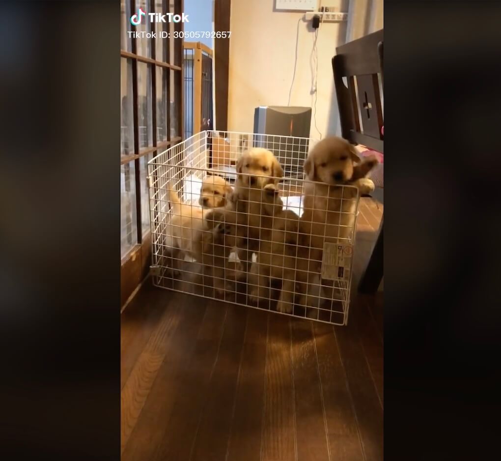 ゴールデンレトリーバー,動画