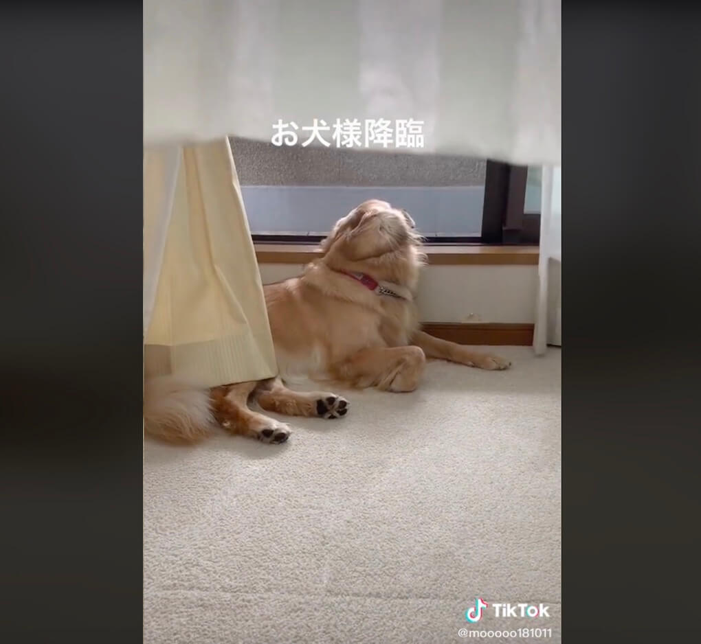 ゴールデンレトリーバー,動画