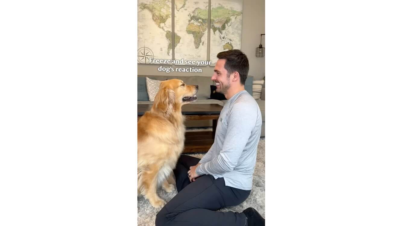 ゴールデンレトリーバー,動画