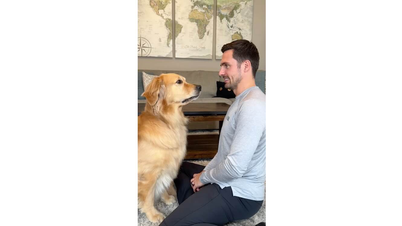 ゴールデンレトリーバー,動画