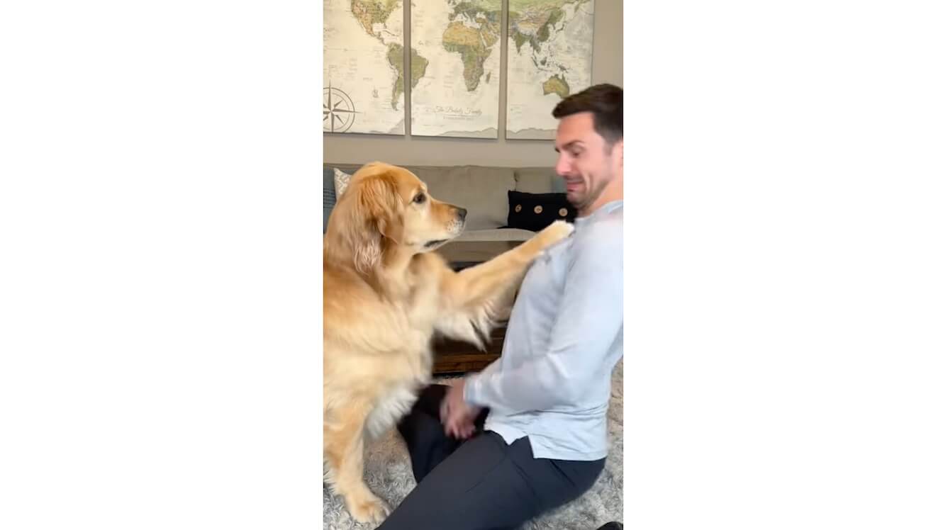 ゴールデンレトリーバー,動画