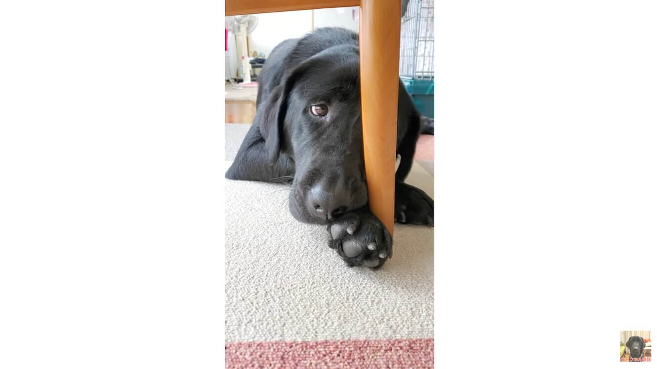 ラブラドールレトリーバー,動画