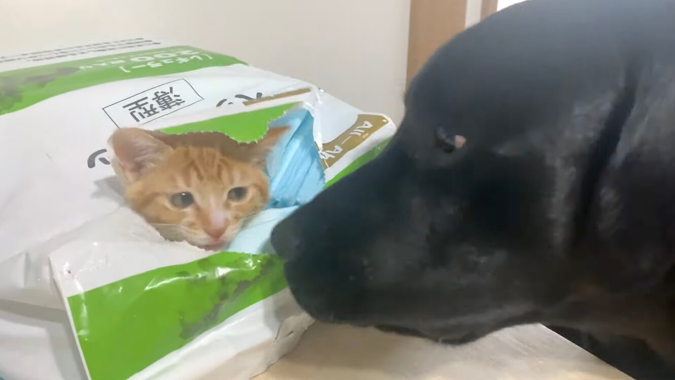 ラブラドールレトリーバー,動画