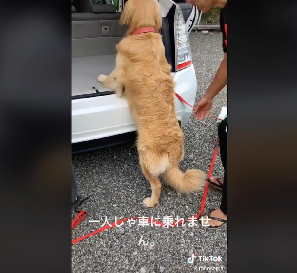 ゴールデンレトリーバー,動画