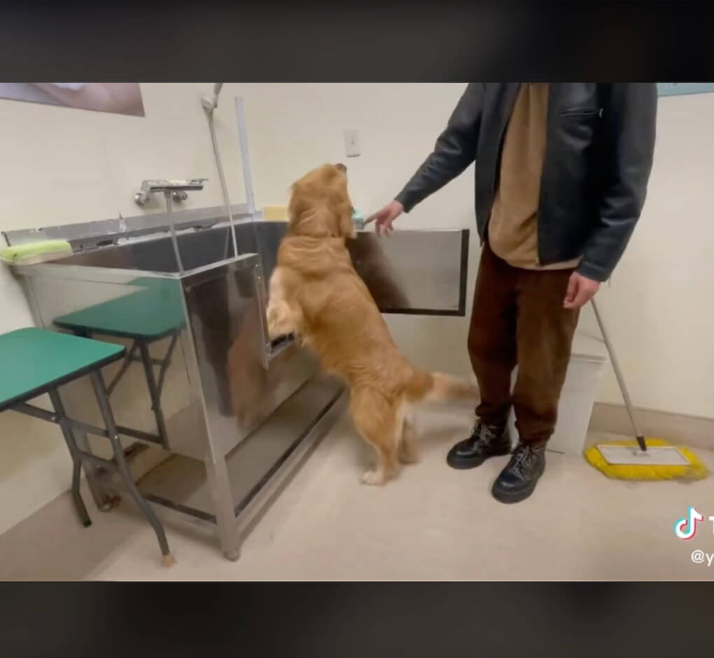 ゴールデンレトリーバー,動画