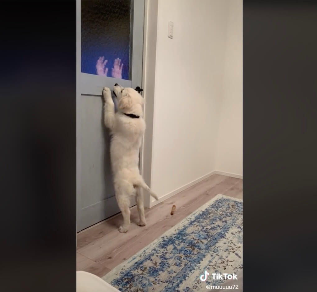 ゴールデンレトリーバー,動画