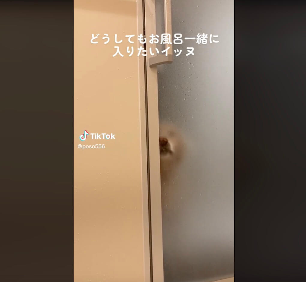 ゴールデンレトリーバー,動画