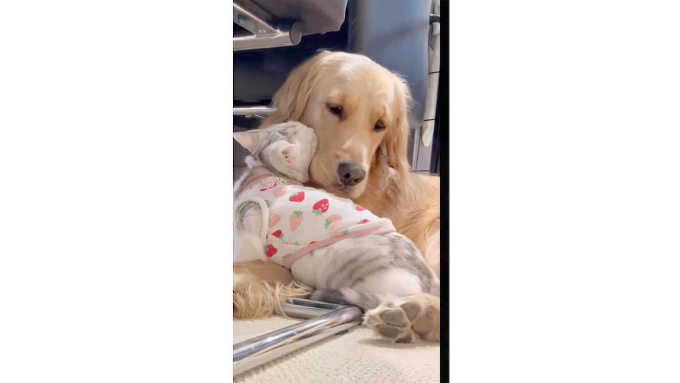 ゴールデンレトリーバー,動画