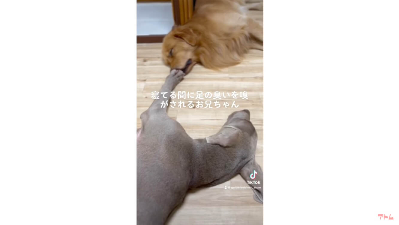 ゴールデンレトリーバー,動画