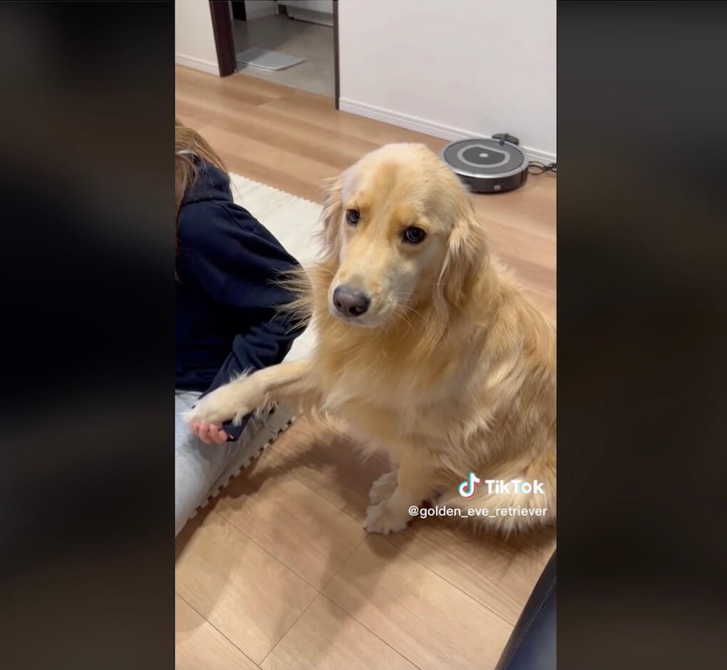 ゴールデンレトリーバー,動画