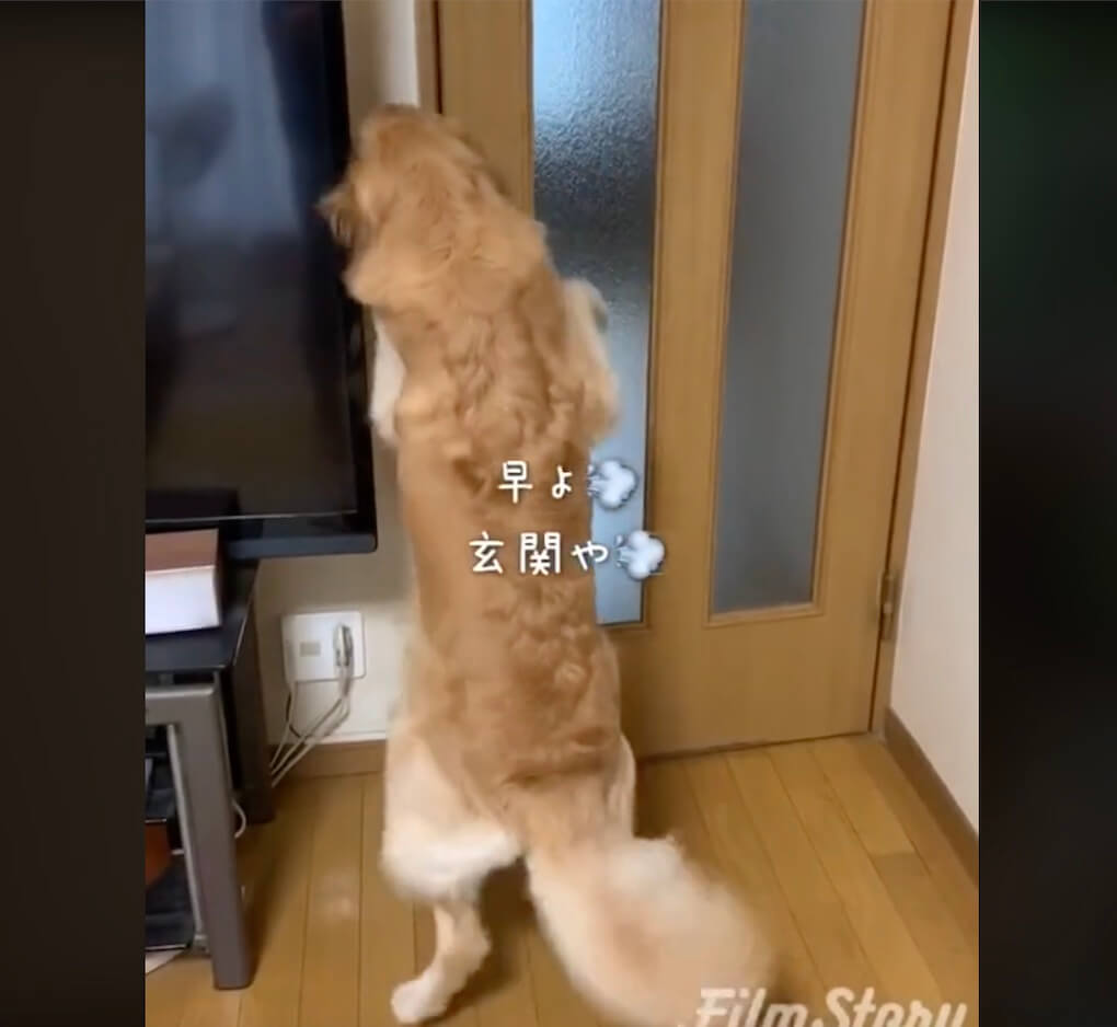 ゴールデンレトリーバー,動画