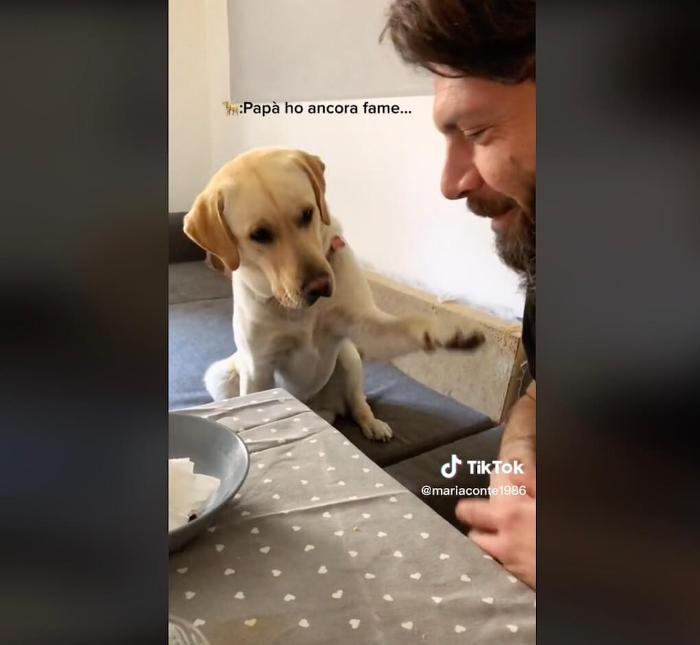 ラブラドールレトリーバー,動画