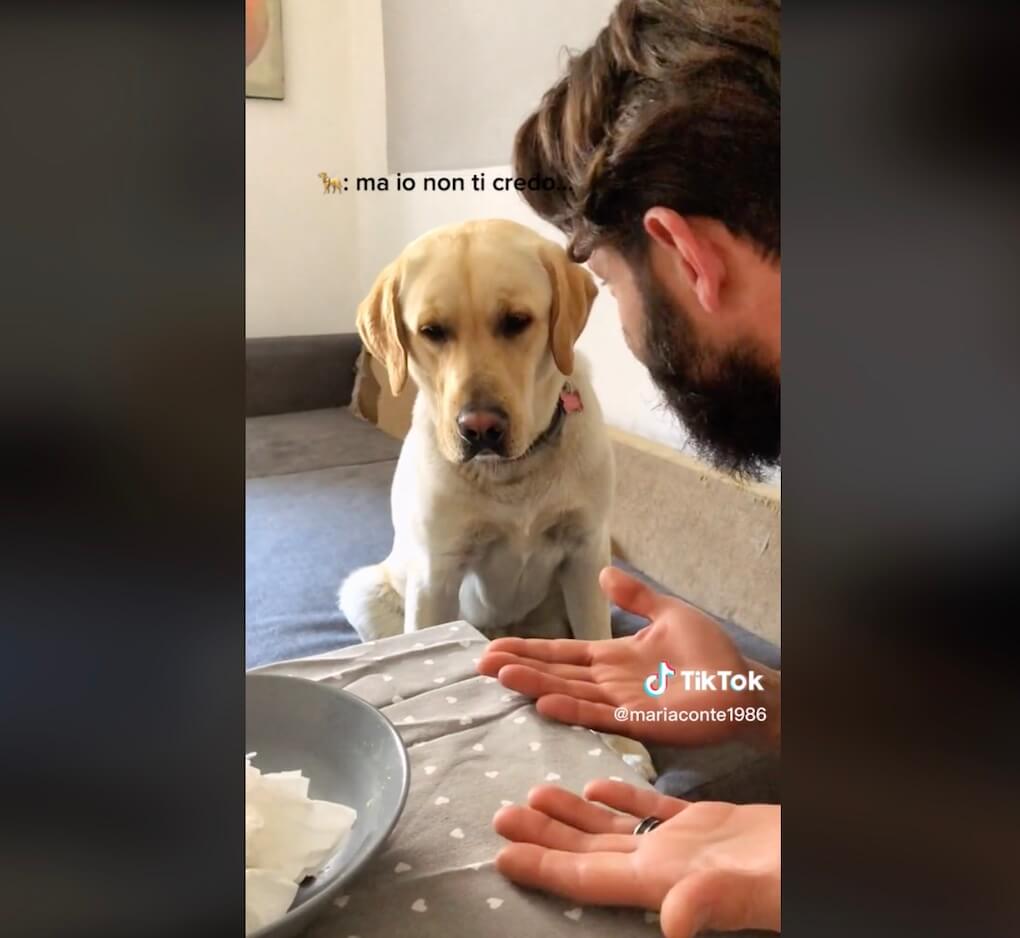 ラブラドールレトリーバー,動画