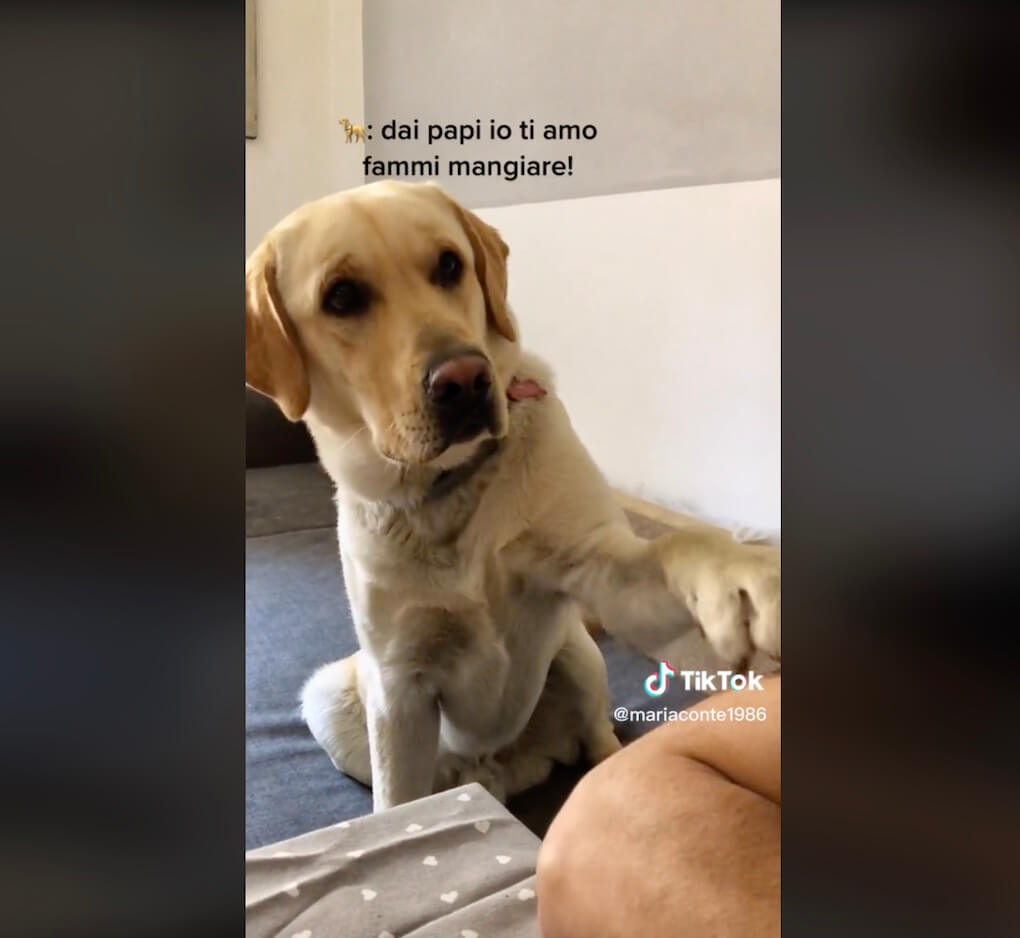 ラブラドールレトリーバー,動画