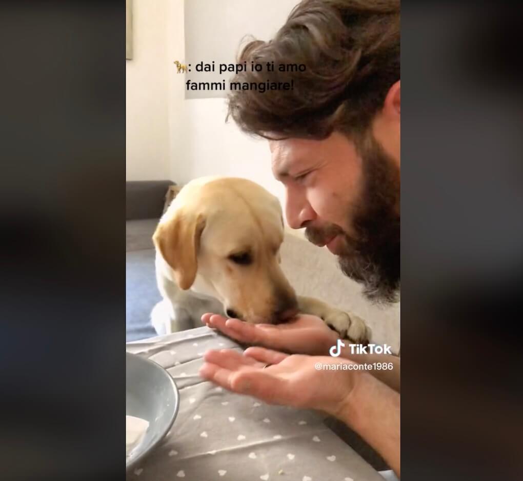 ラブラドールレトリーバー,動画