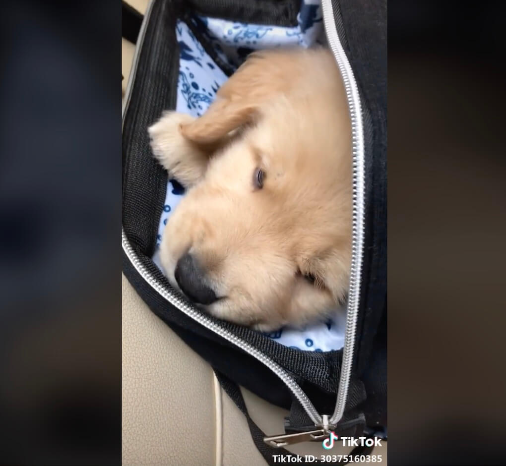 ゴールデンレトリーバー,動画