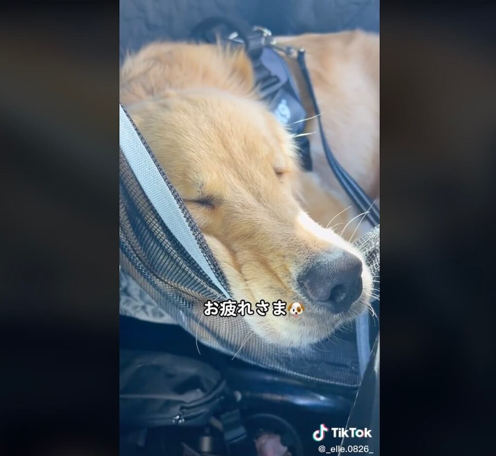 ゴールデンレトリーバー,動画