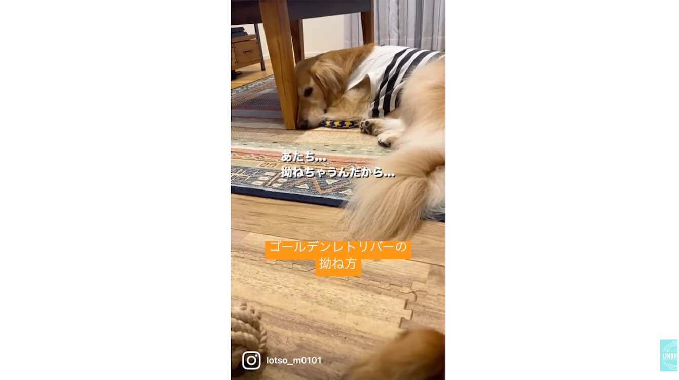 ゴールデンレトリーバー,動画