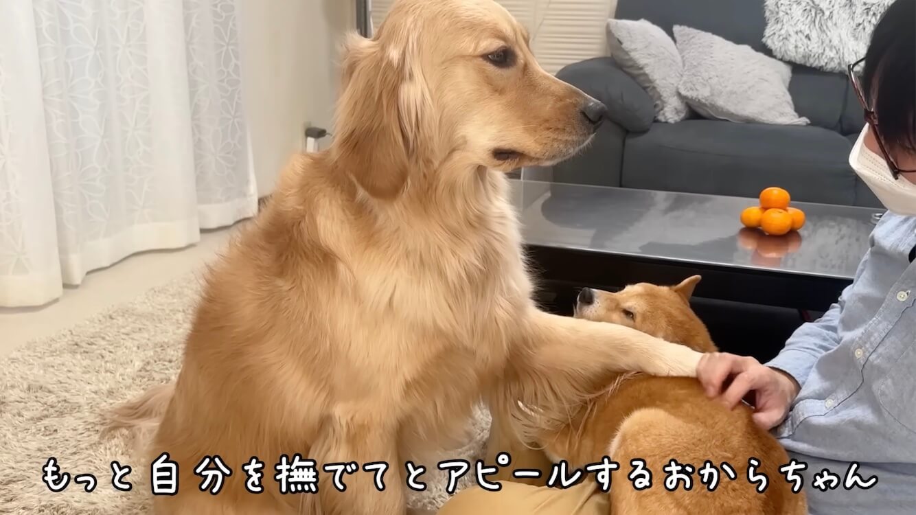 ゴールデンレトリーバー,動画