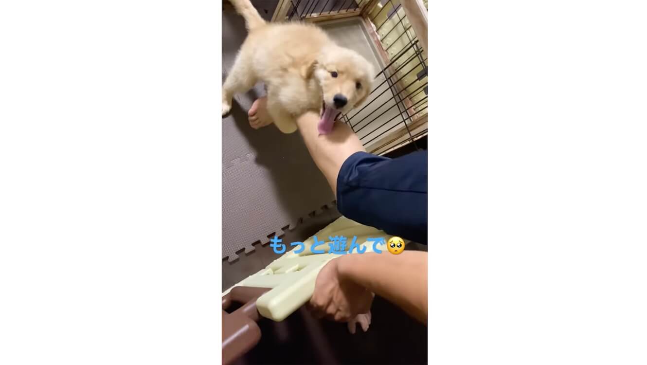 ゴールデンレトリーバー,動画