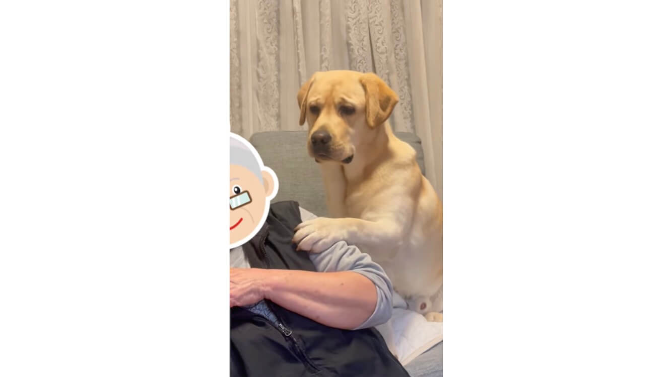 ラブラドールレトリーバー,動画