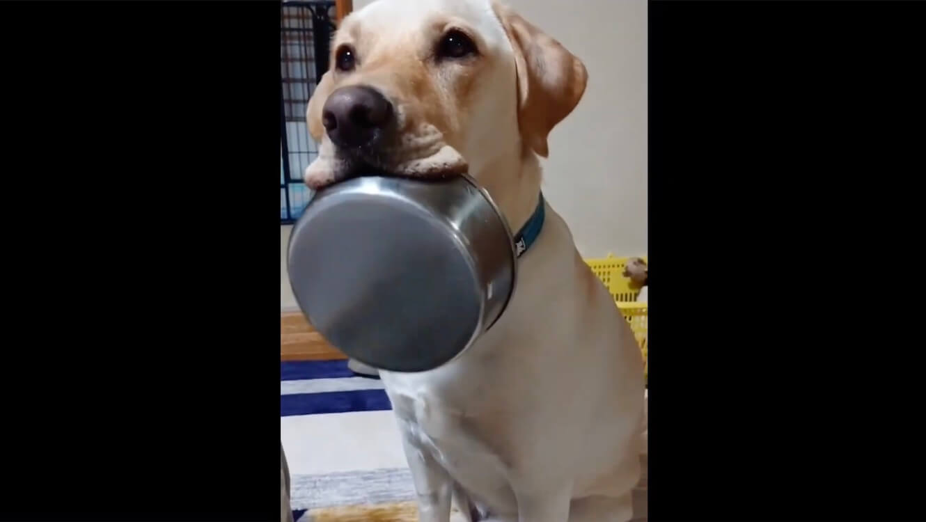 ラブラドールレトリーバー,動画