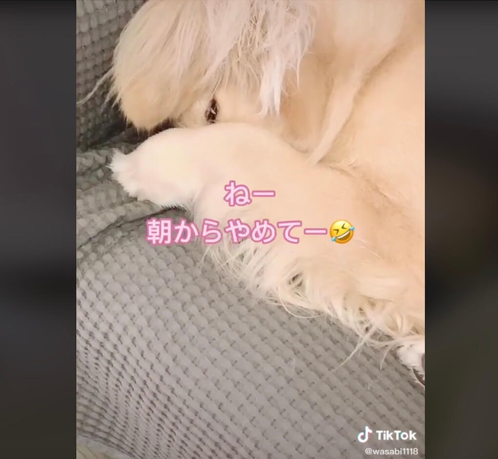 ゴールデンレトリーバー,動画