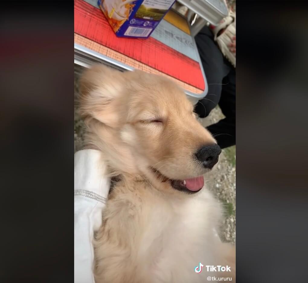 ゴールデンレトリーバー,動画