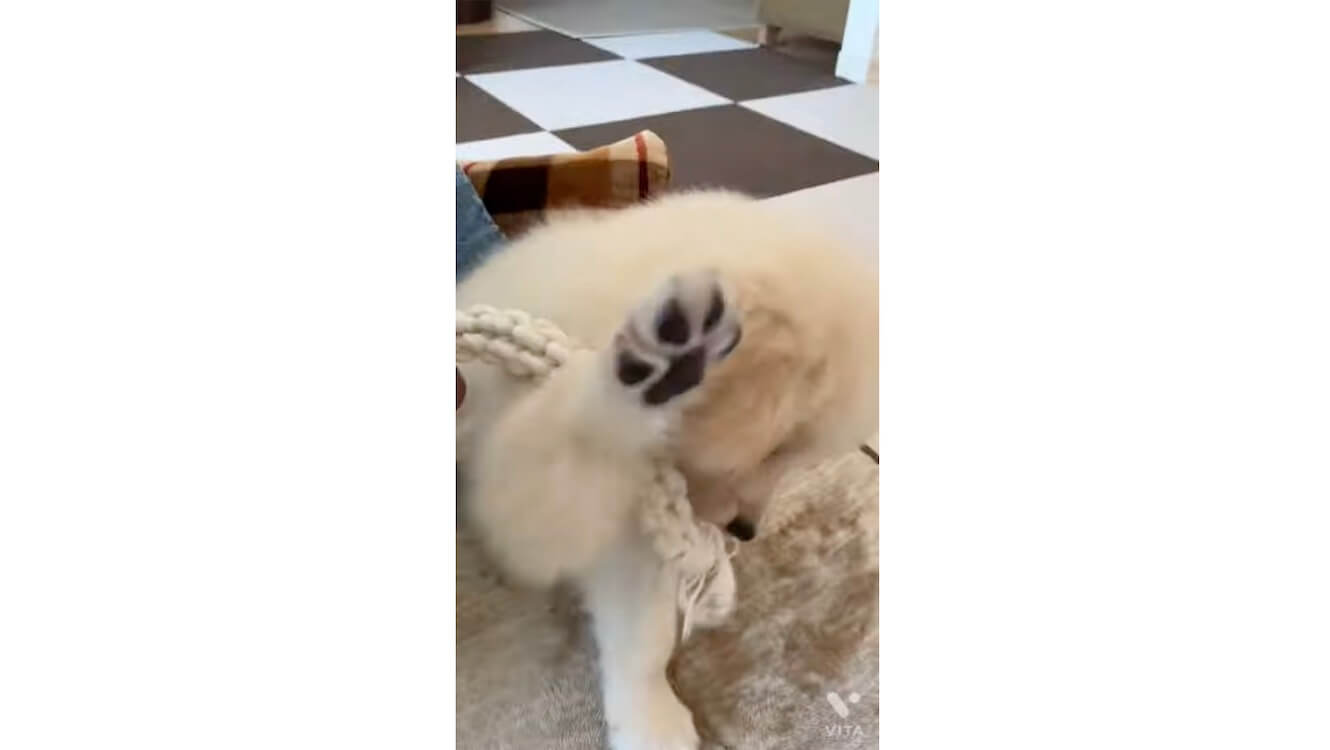 ゴールデンレトリーバー,動画