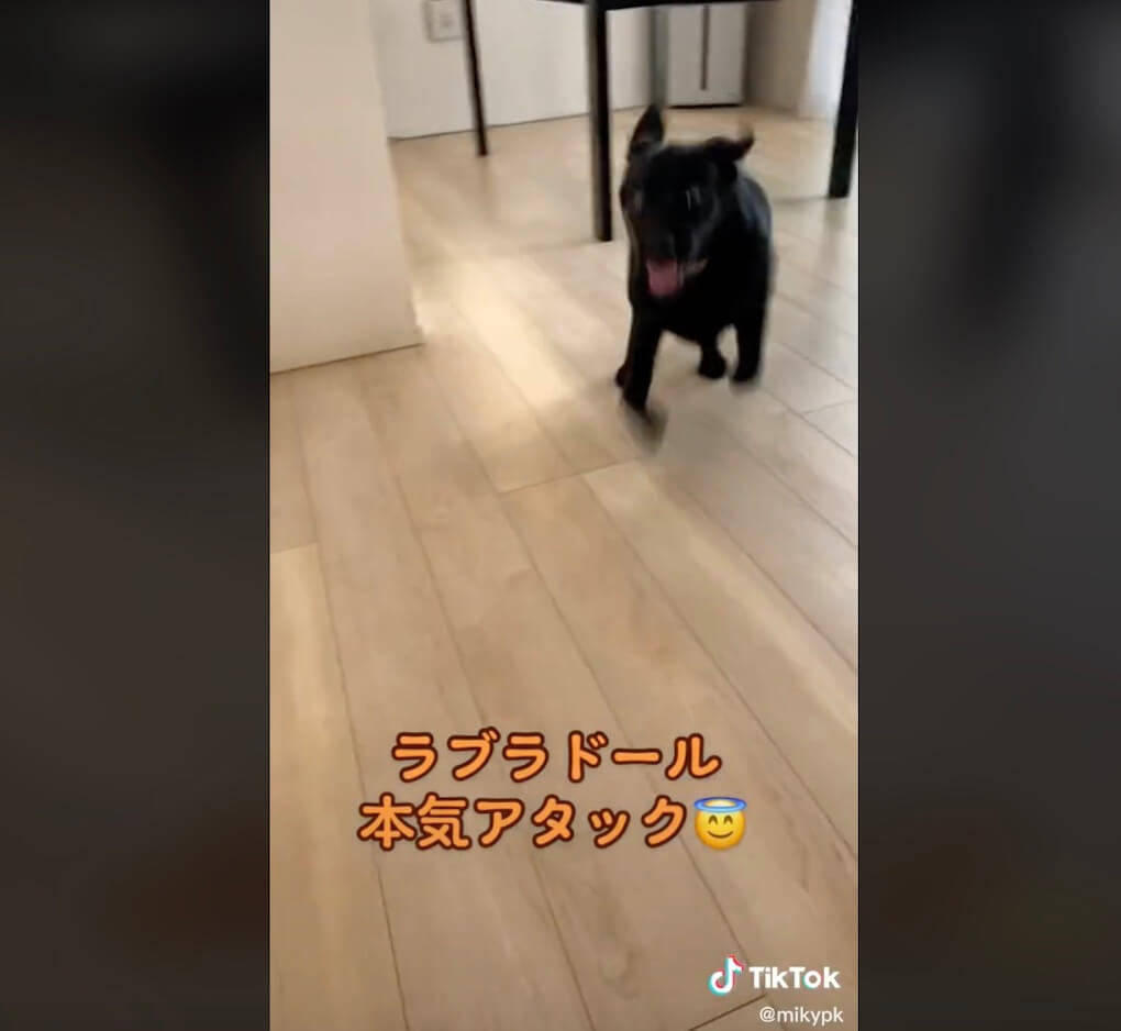ラブラドールレトリーバー,動画