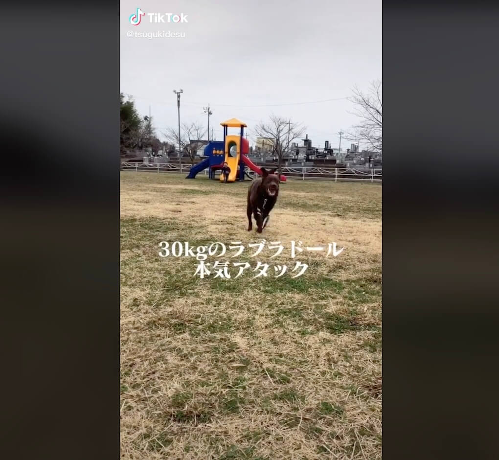 ラブラドールレトリーバー,動画