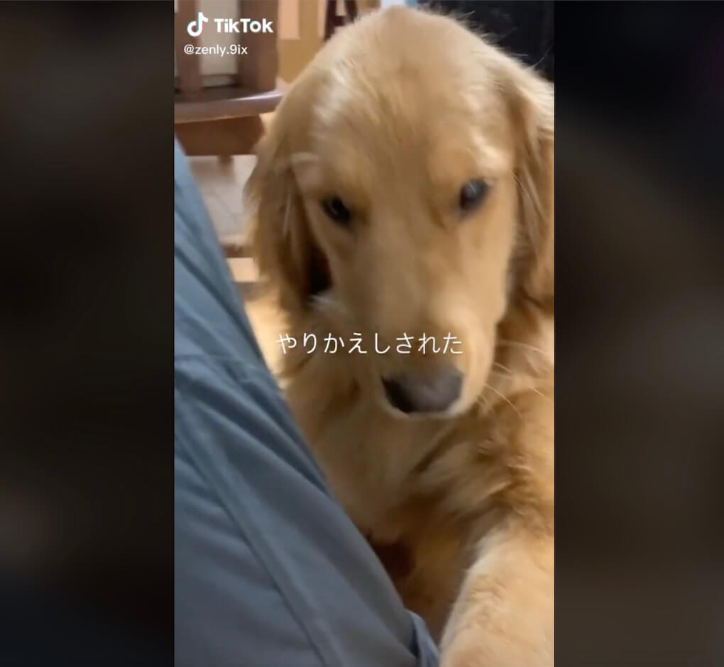 ゴールデンレトリーバー,動画