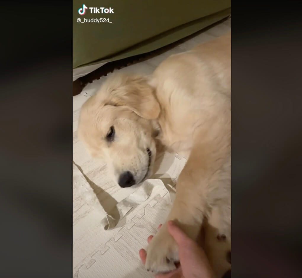 ゴールデンレトリーバー,動画