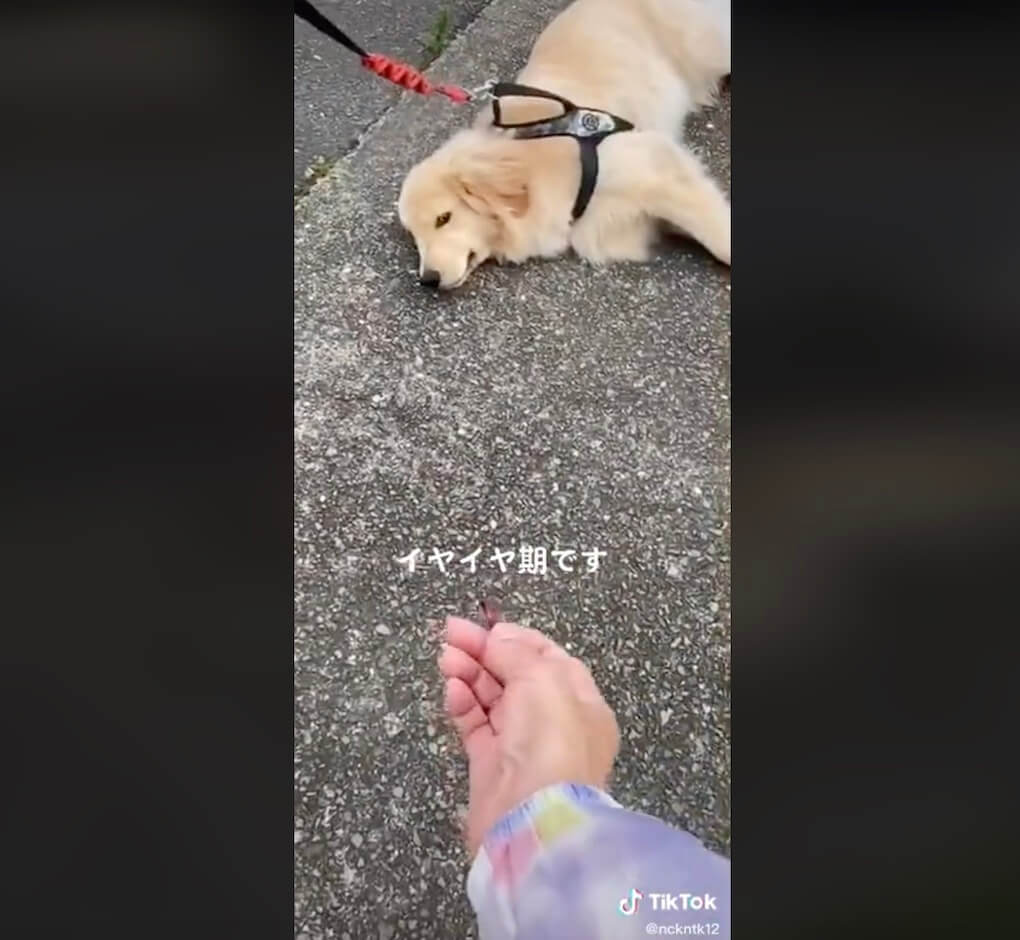 ゴールデンレトリーバー,動画