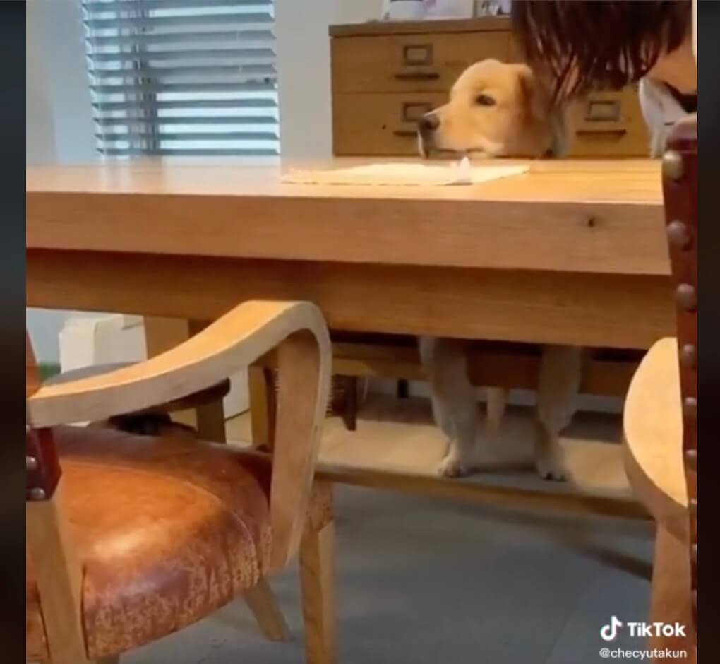 ゴールデンレトリーバー,動画