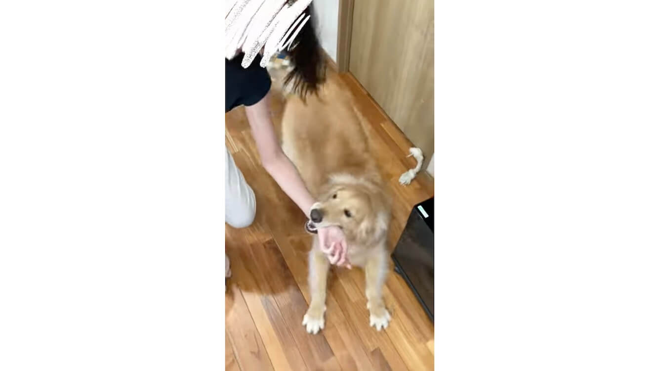 ゴールデンレトリーバー,動画