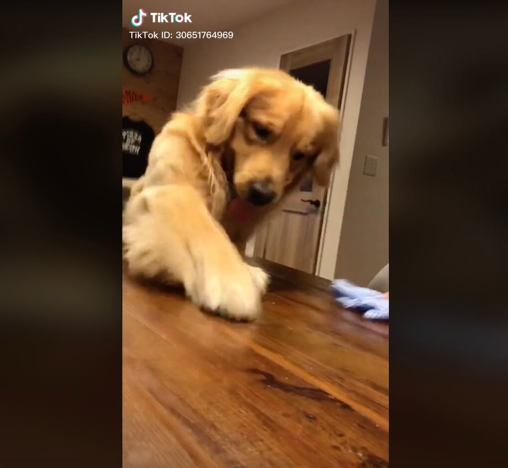 ゴールデンレトリーバー,動画