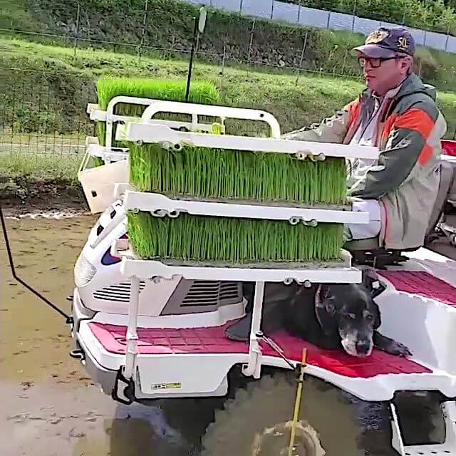 田植えに付きそう黒ラブ