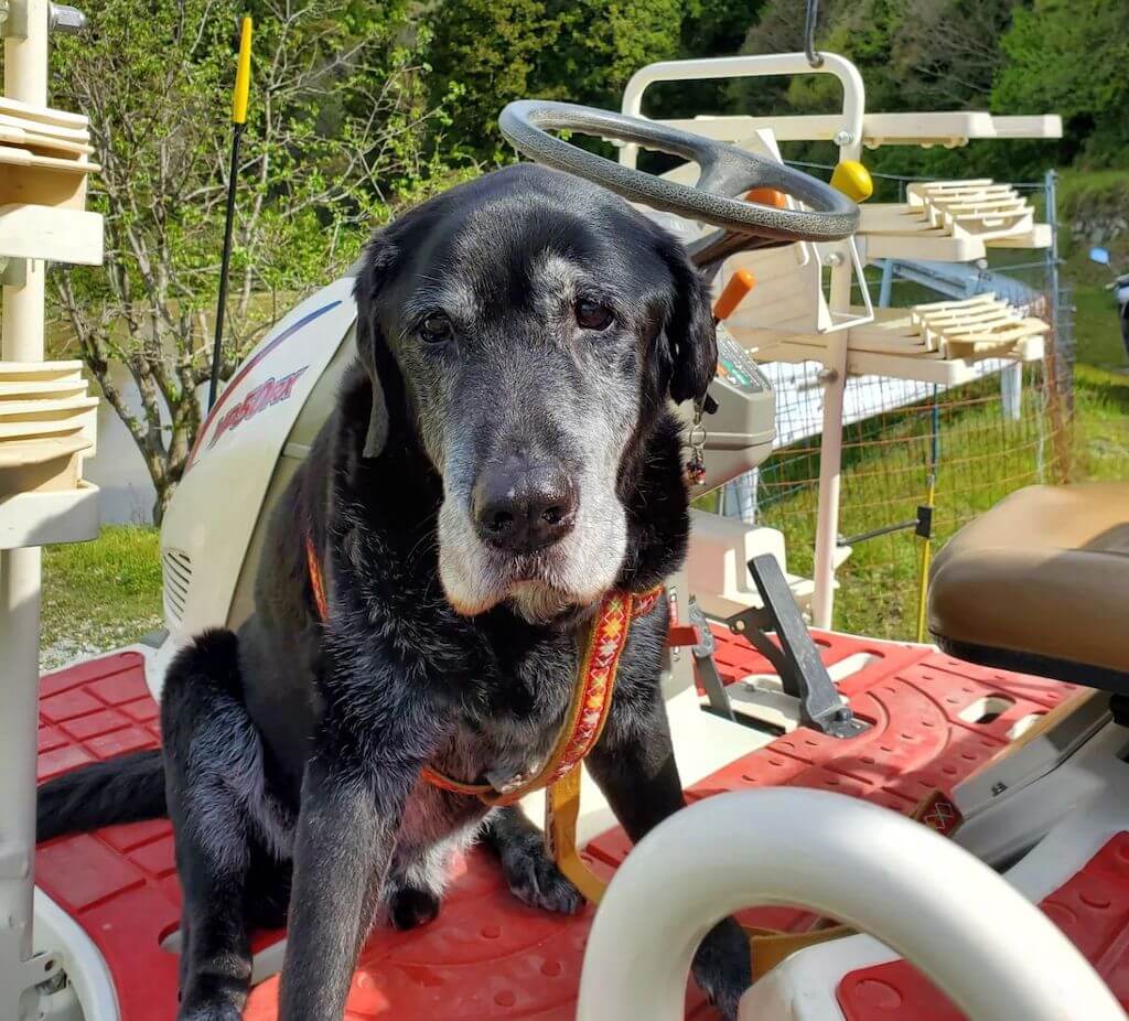 田植え機に乗る黒ラブ