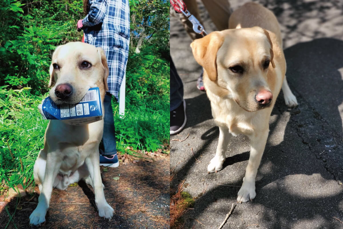 ラブラドールレトリーバー,取材