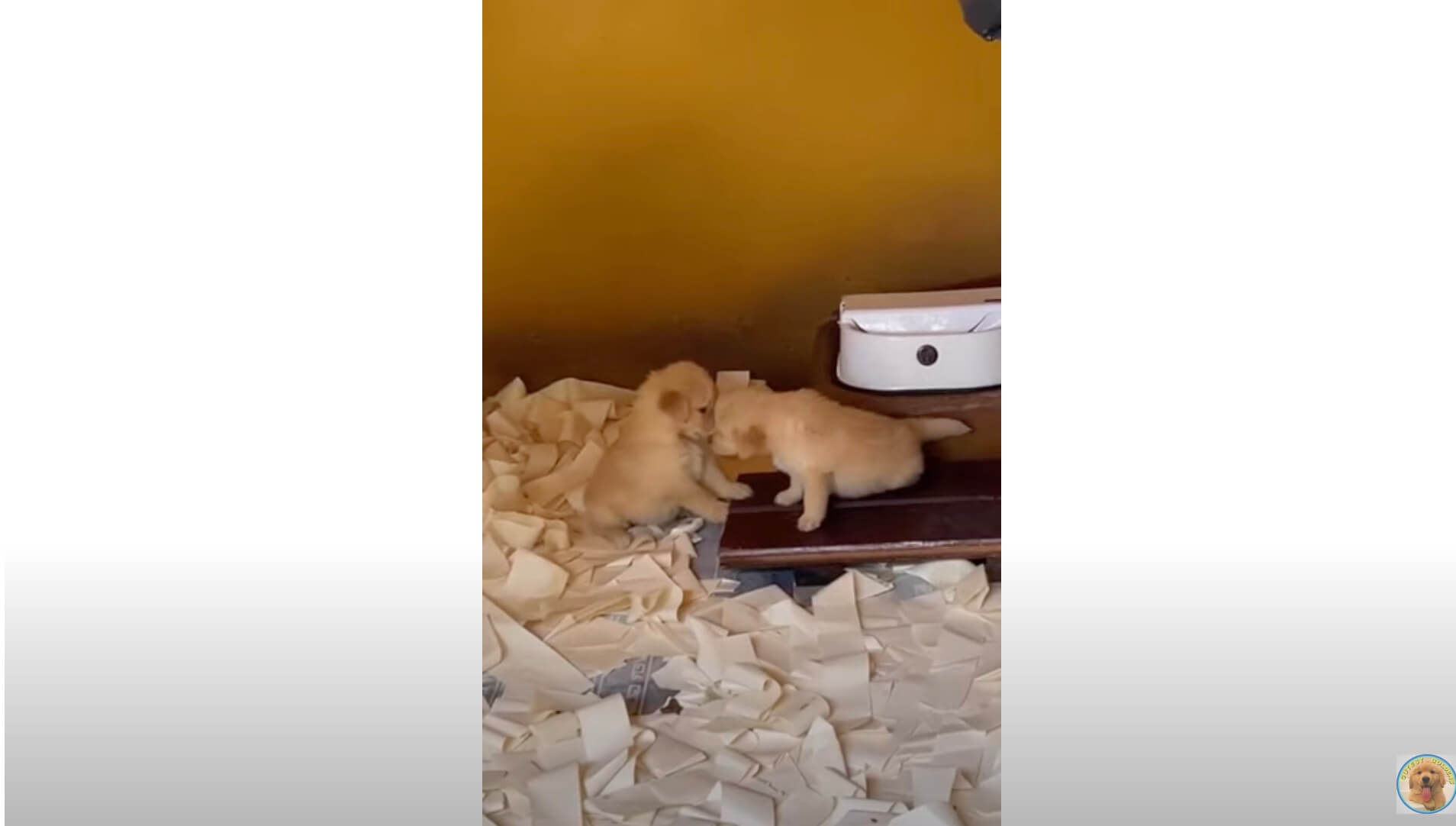 ゴールデンレトリーバー,動画