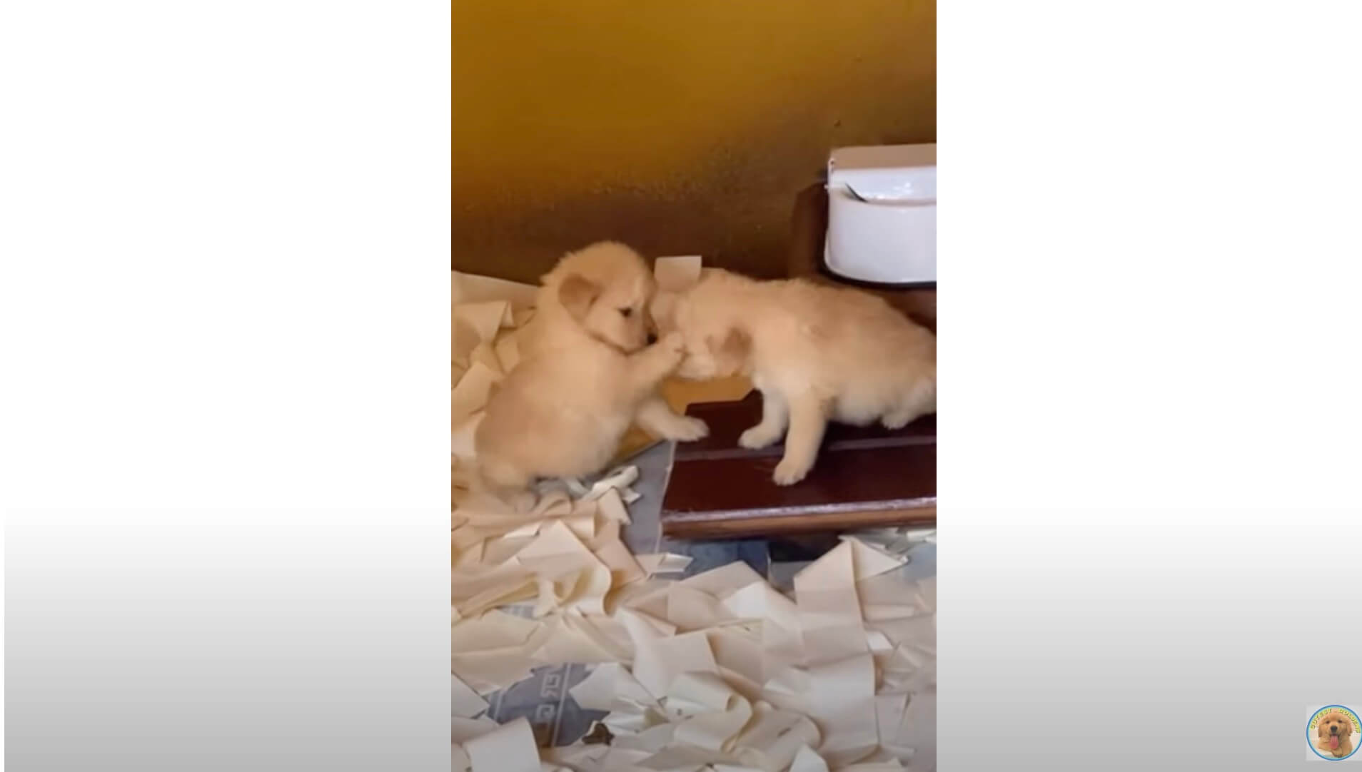 ゴールデンレトリーバー,動画