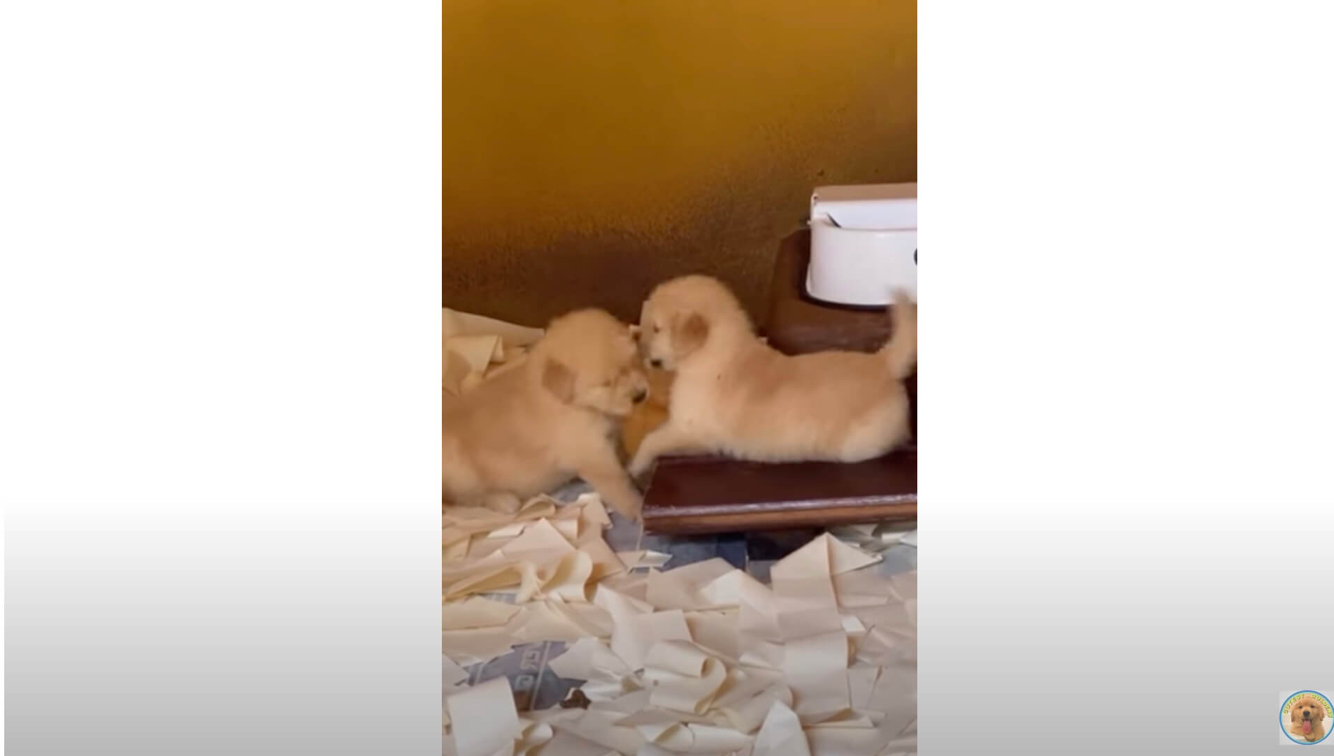 ゴールデンレトリーバー,動画