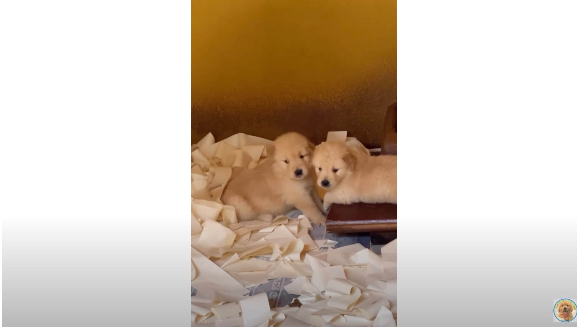 ゴールデンレトリーバー,動画