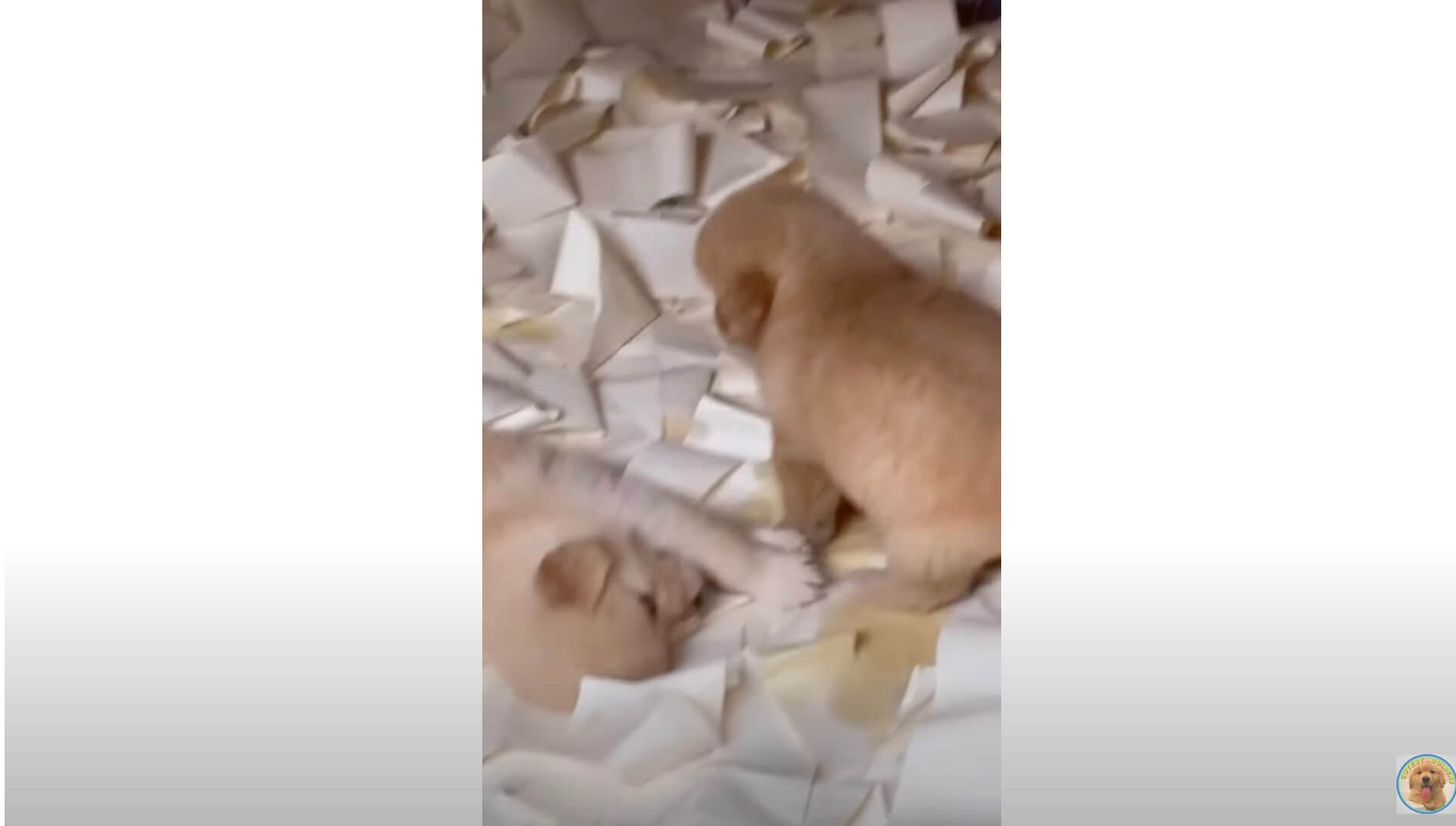 ゴールデンレトリーバー,動画