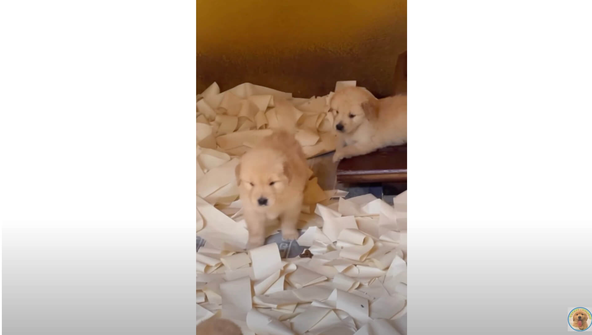 ゴールデンレトリーバー,動画